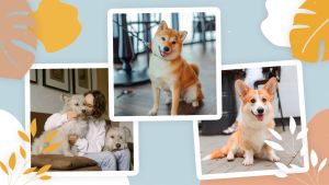 Слайд-шоу домашних питомцев Adopt Pet Yellow Promo Videohive DIZAYNPROJECT